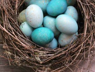 Волшебная натуральная краска для яиц: как красиво покрасить яйца на Пасху